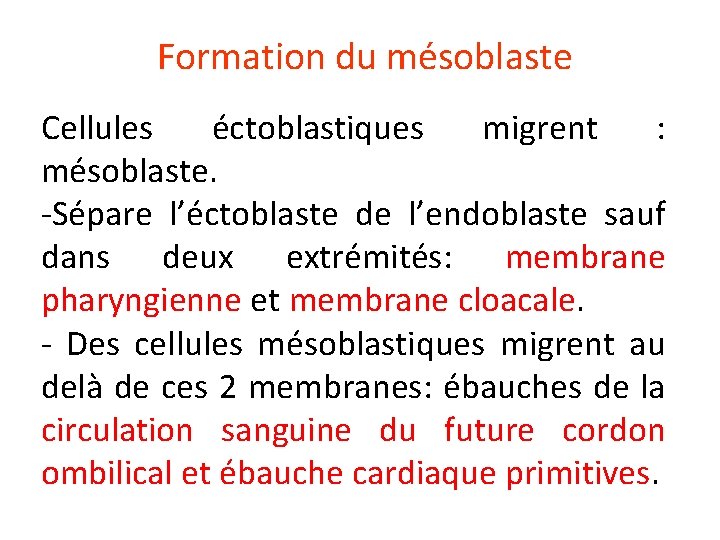 Formation du mésoblaste Cellules éctoblastiques migrent : mésoblaste. -Sépare l’éctoblaste de l’endoblaste sauf dans
