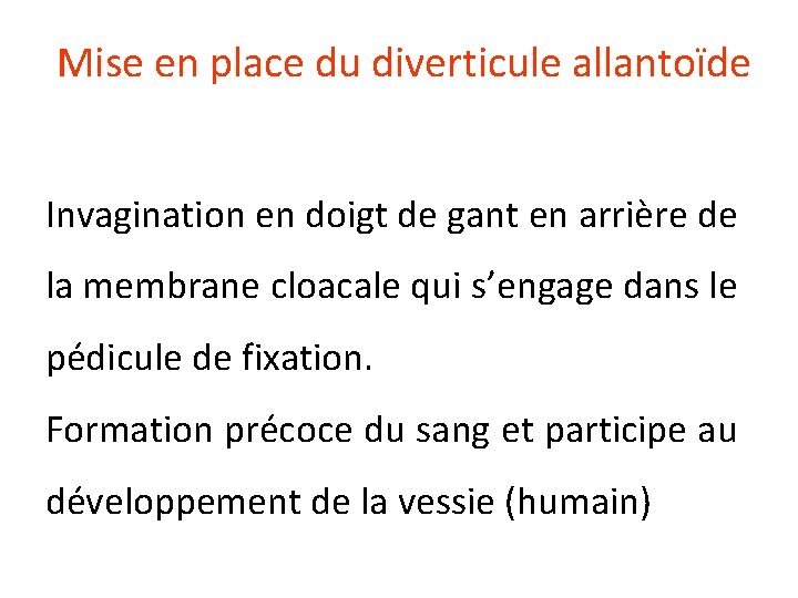 Mise en place du diverticule allantoïde Invagination en doigt de gant en arrière de