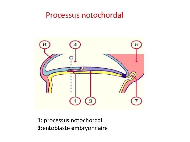 Processus notochordal 1: processus notochordal 3: entoblaste embryonnaire 