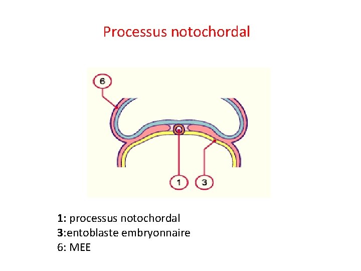 Processus notochordal 1: processus notochordal 3: entoblaste embryonnaire 6: MEE 