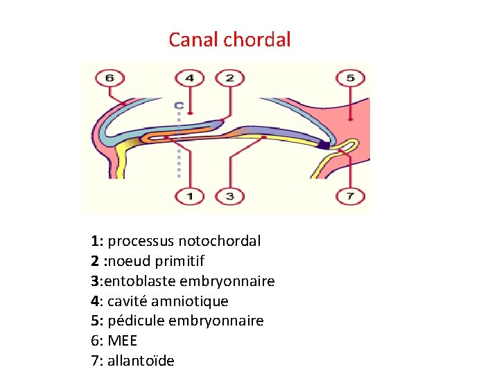 Canal chordal 1: processus notochordal 2 : noeud primitif 3: entoblaste embryonnaire 4: cavité