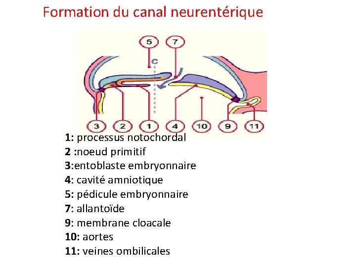 Formation du canal neurentérique 1: processus notochordal 2 : noeud primitif 3: entoblaste embryonnaire