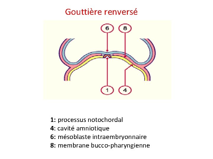 Gouttière renversé 1: processus notochordal 4: cavité amniotique 6: mésoblaste intraembryonnaire 8: membrane bucco-pharyngienne