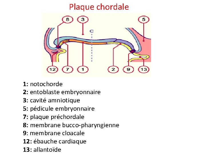 Plaque chordale 1: notochorde 2: entoblaste embryonnaire 3: cavité amniotique 5: pédicule embryonnaire 7: