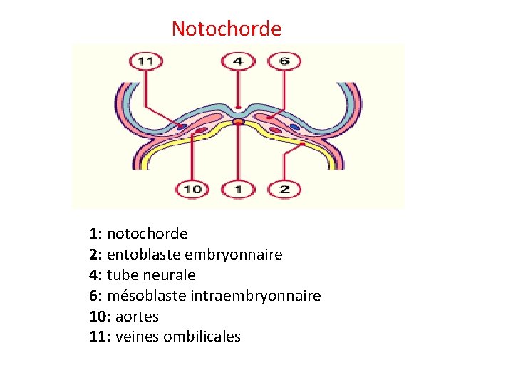 Notochorde 1: notochorde 2: entoblaste embryonnaire 4: tube neurale 6: mésoblaste intraembryonnaire 10: aortes