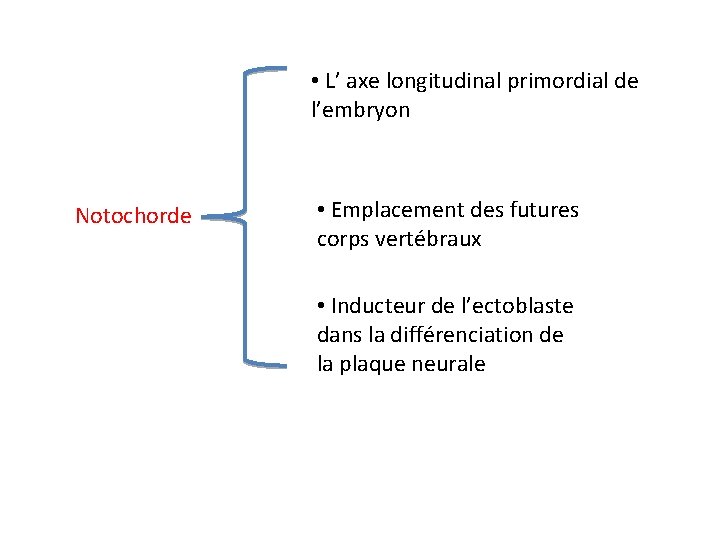  • L’ axe longitudinal primordial de l’embryon Notochorde • Emplacement des futures corps