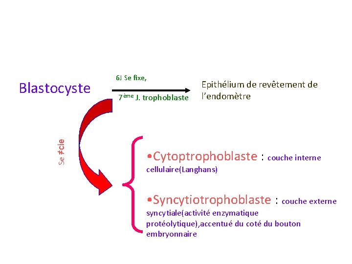 Se ≠cie Blastocyste 6 J Se fixe, 7ème J. trophoblaste Epithélium de revêtement de