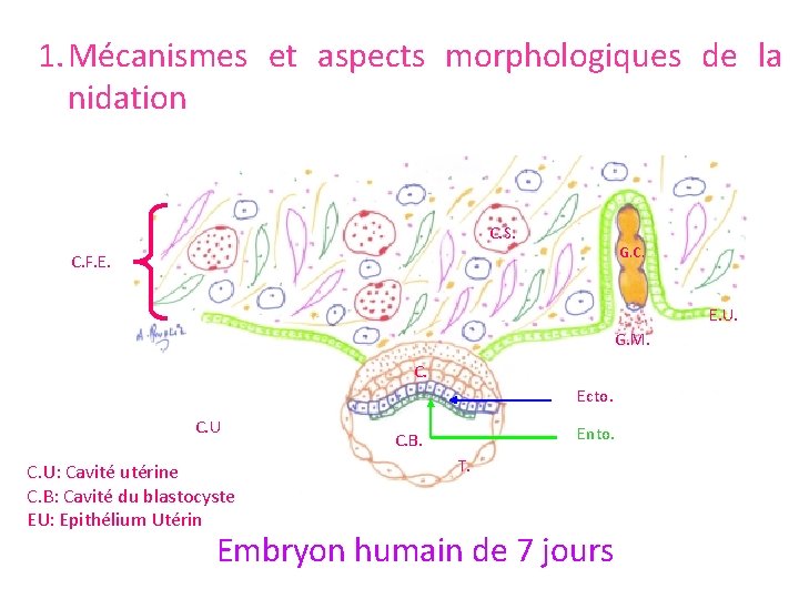 1. Mécanismes et aspects morphologiques de la nidation C. S. G. C. F. E.