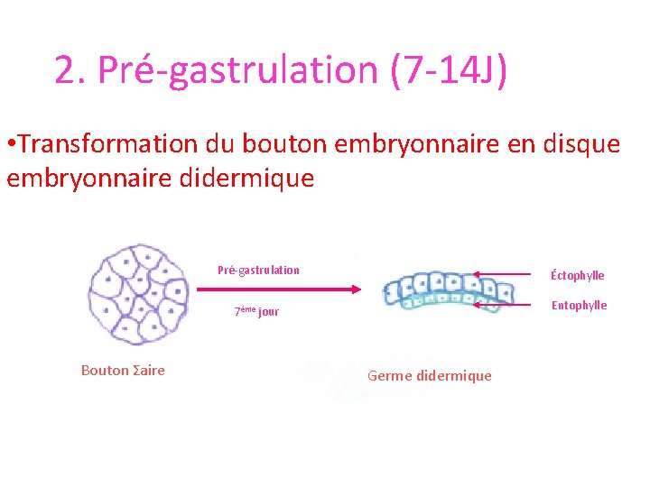 2. Pré-gastrulation (7 -14 J) • Transformation du bouton embryonnaire en disque embryonnaire didermique
