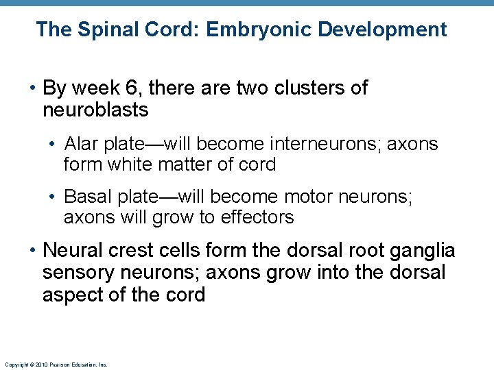 The Spinal Cord: Embryonic Development • By week 6, there are two clusters of