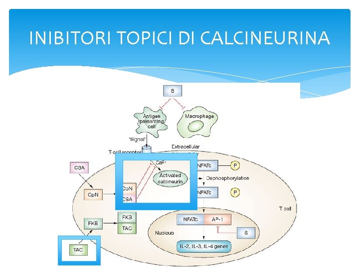 INIBITORI TOPICI DI CALCINEURINA 