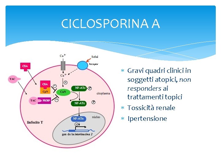 CICLOSPORINA A Gravi quadri clinici in soggetti atopici, non responders ai trattamenti topici Tossicità