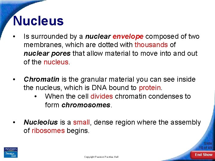 Nucleus • Is surrounded by a nuclear envelope composed of two membranes, which are