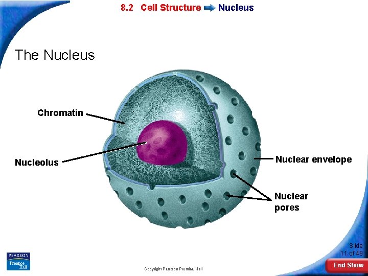 7 -2 Eukaryotic 8. 2 Cell Structure Nucleus The Nucleus Chromatin Nuclear envelope Nucleolus