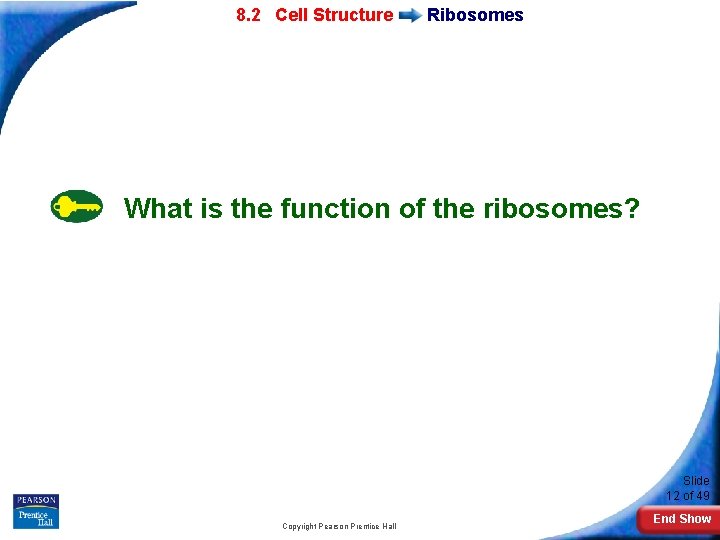 7 -2 Eukaryotic 8. 2 Cell Structure Ribosomes What is the function of the