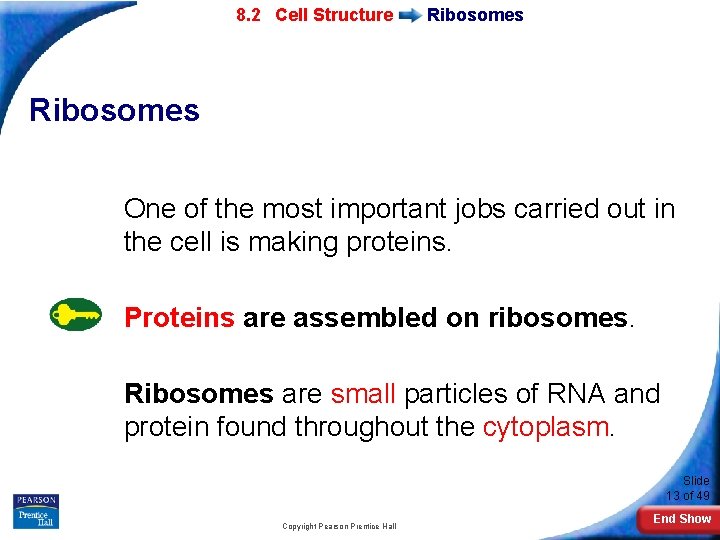 7 -2 Eukaryotic 8. 2 Cell Structure Ribosomes One of the most important jobs