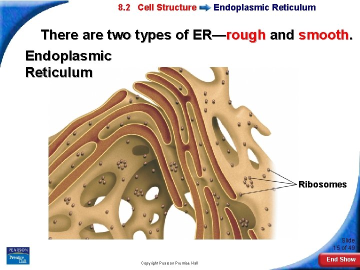 7 -2 Eukaryotic 8. 2 Cell Structure Endoplasmic Reticulum There are two types of