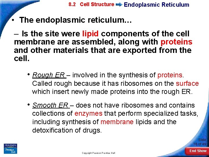 7 -2 Eukaryotic 8. 2 Cell Structure Endoplasmic Reticulum • The endoplasmic reticulum… –