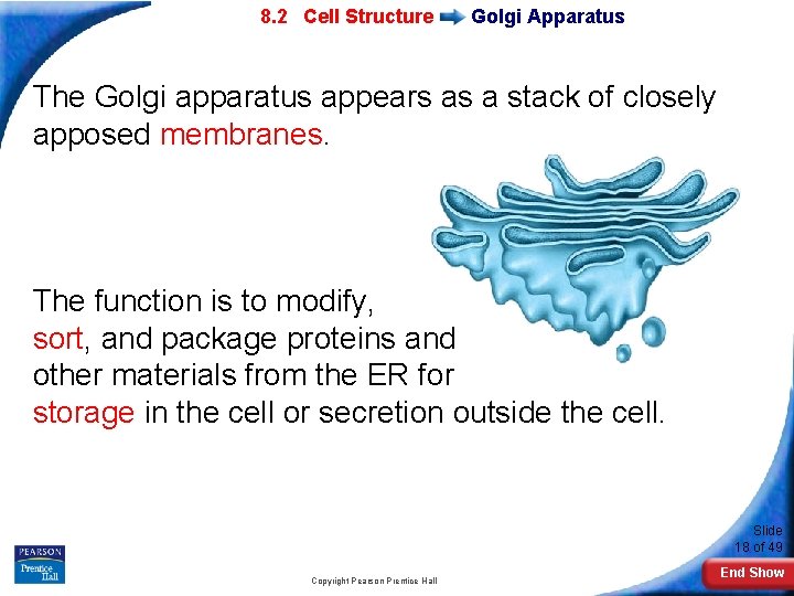 7 -2 Eukaryotic 8. 2 Cell Structure Golgi Apparatus The Golgi apparatus appears as