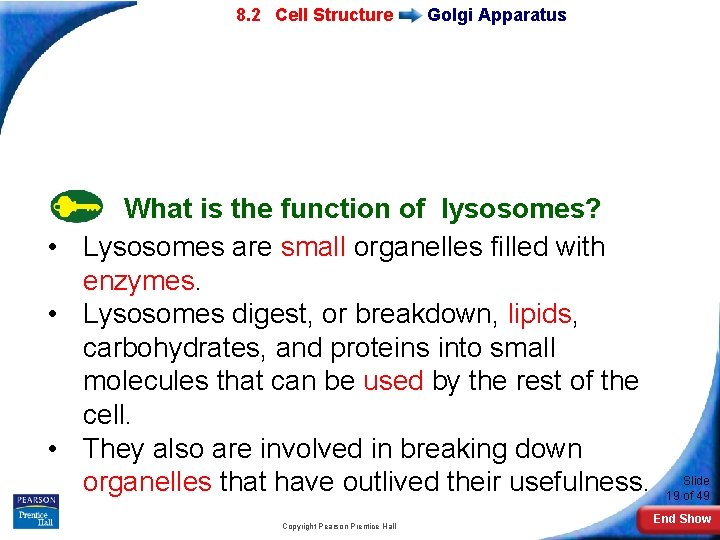 7 -2 Eukaryotic 8. 2 Cell Structure Golgi Apparatus What is the function of