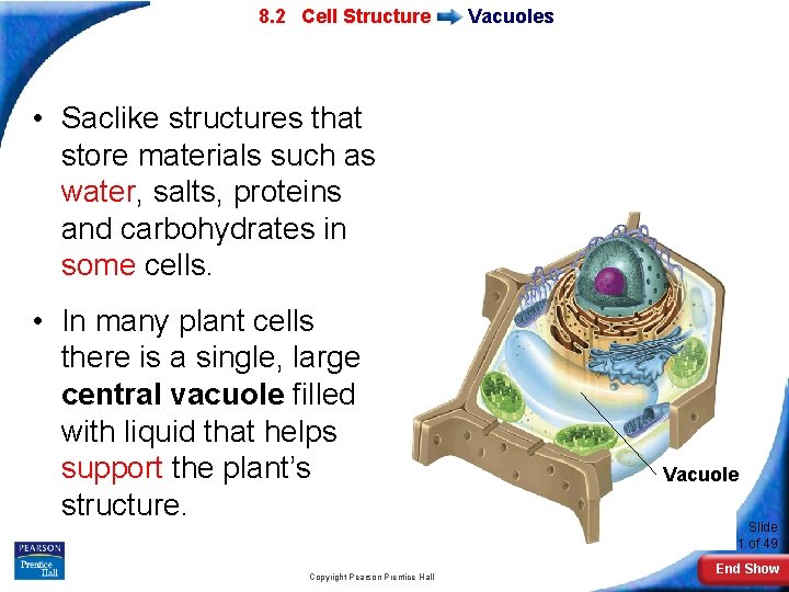 7 -2 Eukaryotic 8. 2 Cell Structure Vacuoles • Saclike structures that store materials