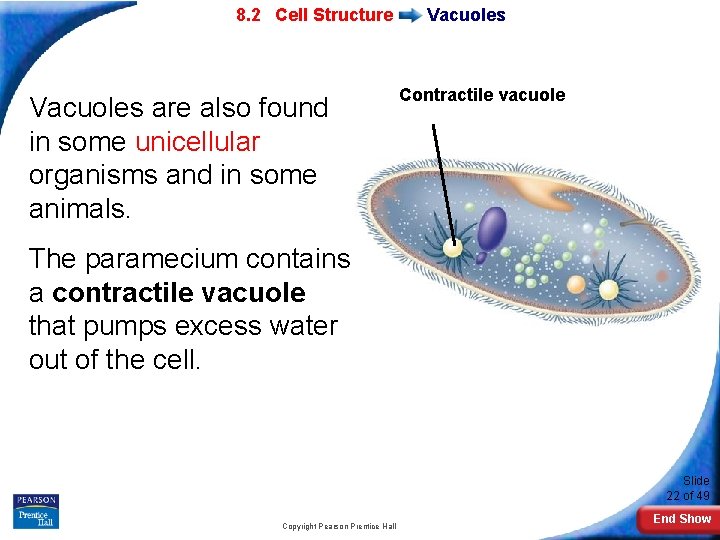 7 -2 Eukaryotic 8. 2 Cell Structure Vacuoles are also found in some unicellular