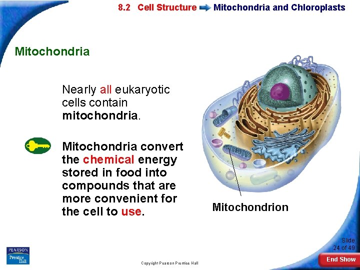 7 -2 Eukaryotic 8. 2 Cell Structure Mitochondria and Chloroplasts Mitochondria Nearly all eukaryotic