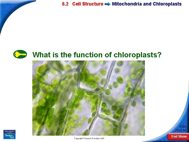 7 -2 Eukaryotic 8. 2 Cell Structure Mitochondria and Chloroplasts What is the function