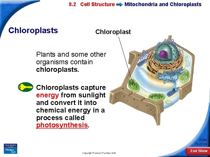 7 -2 Eukaryotic 8. 2 Cell Structure Chloroplasts Mitochondria and Chloroplasts Chloroplast Plants and