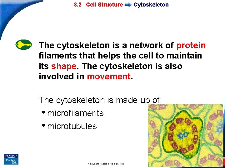 7 -2 Eukaryotic 8. 2 Cell Structure Cytoskeleton The cytoskeleton is a network of