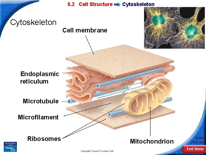 7 -2 Eukaryotic 8. 2 Cell Structure Cytoskeleton Cell membrane Endoplasmic reticulum Microtubule Microfilament