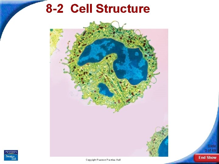 8 -2 Cell Structure Slide 3 of 49 Copyright Pearson Prentice Hall End Show