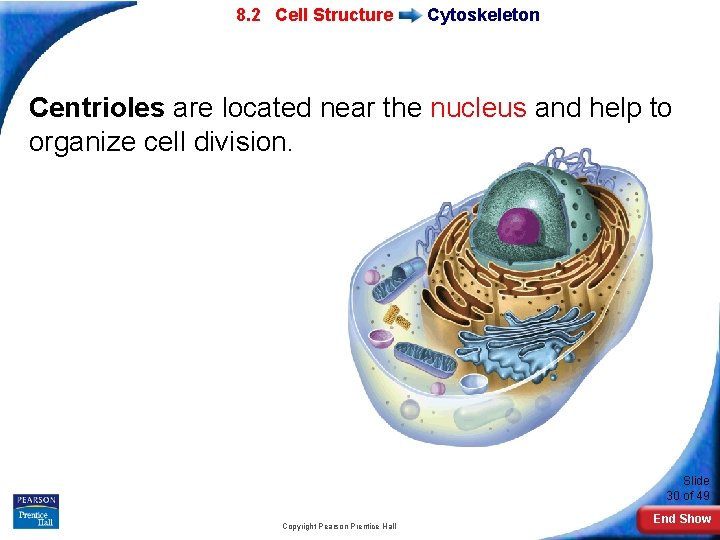 7 -2 Eukaryotic 8. 2 Cell Structure Cytoskeleton Centrioles are located near the nucleus