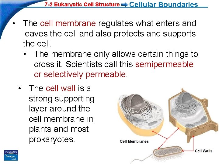 7 -2 Eukaryotic Cell Structure Cellular Boundaries • The cell membrane regulates what enters