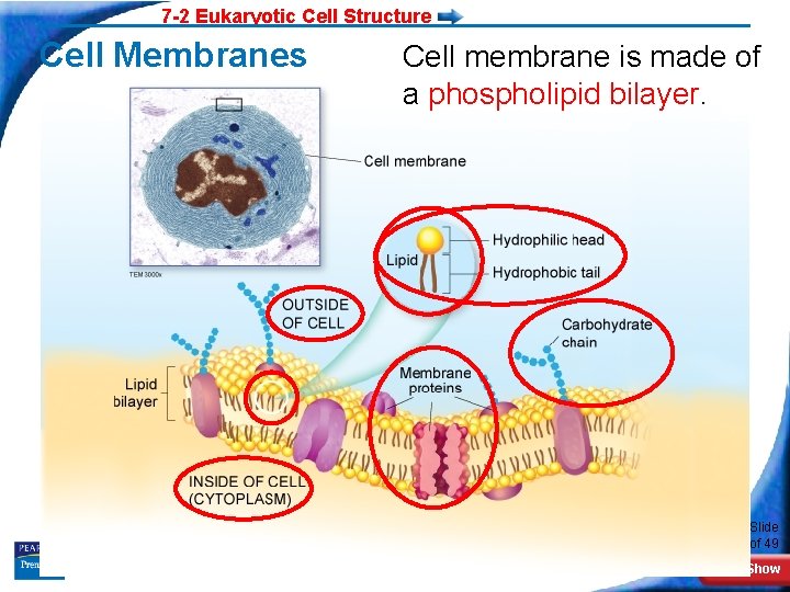 7 -2 Eukaryotic Cell Structure Cell Membranes Cell membrane is made of a phospholipid