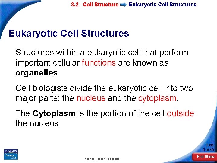 7 -2 Eukaryotic 8. 2 Cell Structure Eukaryotic Cell Structures within a eukaryotic cell
