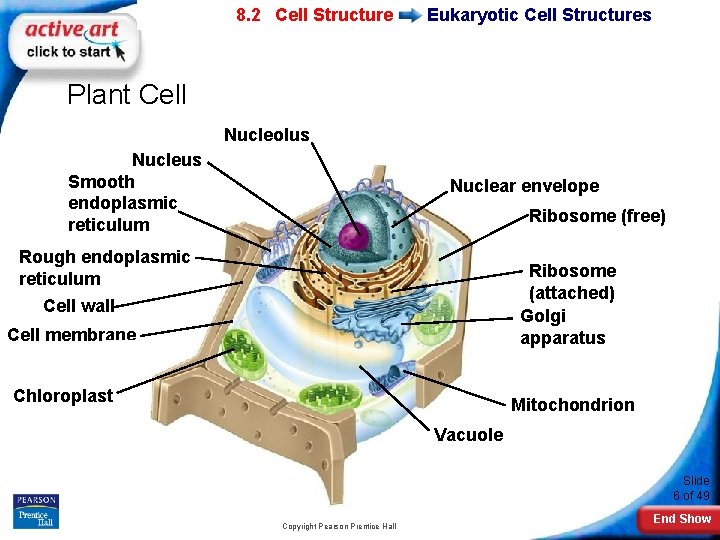 7 -2 Eukaryotic 8. 2 Cell Structure Eukaryotic Cell Structures Plant Cell Nucleolus Nucleus