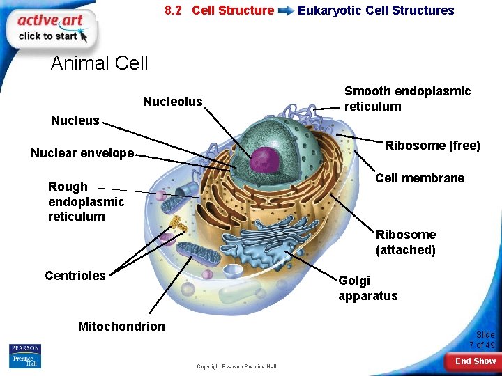 7 -2 Eukaryotic 8. 2 Cell Structure Eukaryotic Cell Structures Animal Cell Nucleolus Nucleus