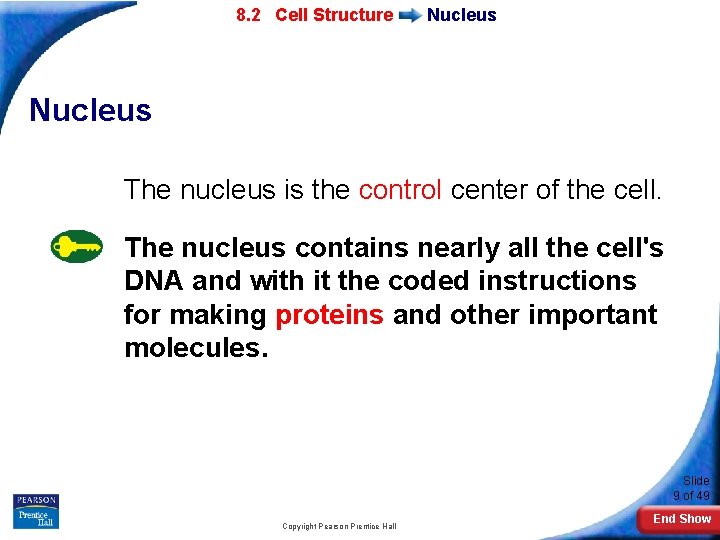 7 -2 Eukaryotic 8. 2 Cell Structure Nucleus The nucleus is the control center