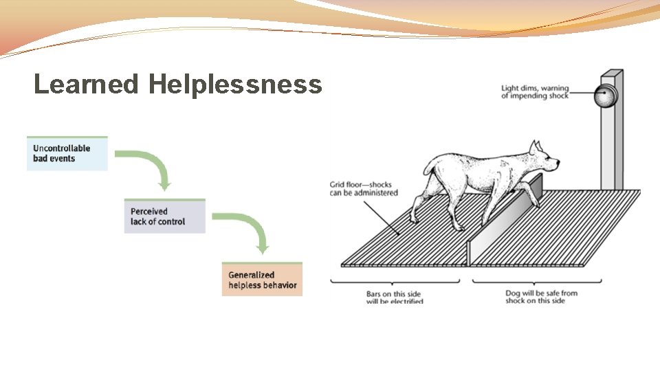 Learned Helplessness 