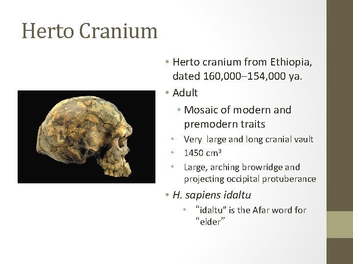 Herto Cranium • Herto cranium from Ethiopia, dated 160, 000– 154, 000 ya. •
