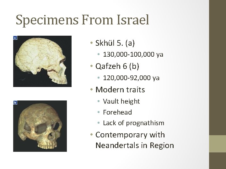 Specimens From Israel • Skhül 5. (a) • 130, 000 -100, 000 ya •