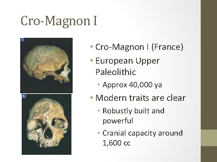 Cro-Magnon I • Cro-Magnon I (France) • European Upper Paleolithic • Approx 40, 000