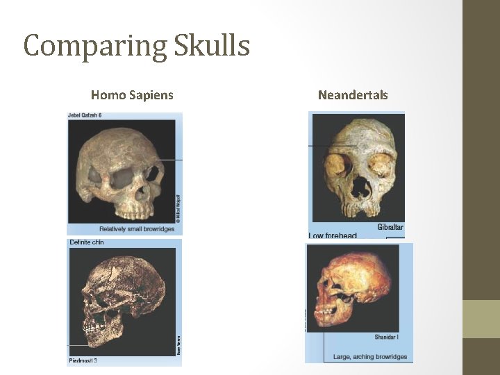 Comparing Skulls Homo Sapiens Neandertals 