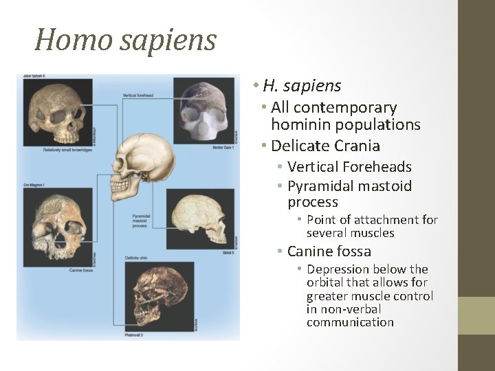 Homo sapiens • H. sapiens • All contemporary hominin populations • Delicate Crania •