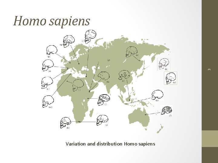 3 Homo sapiens Variation and distribution Homo sapiens 