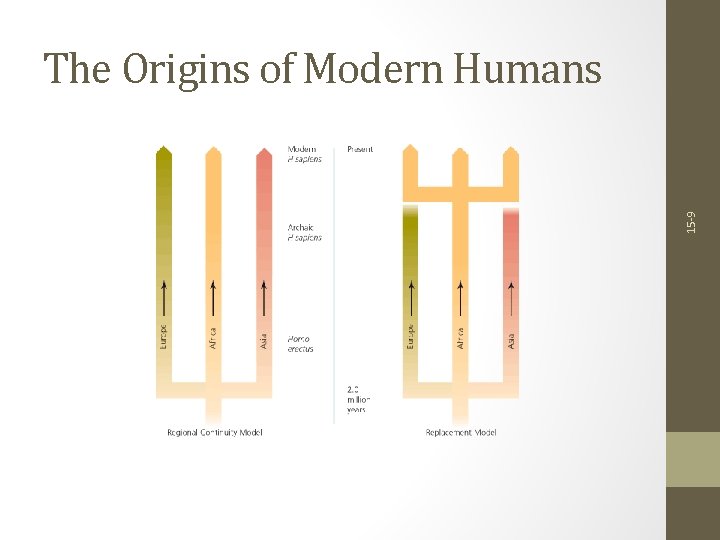 15 -9 The Origins of Modern Humans 