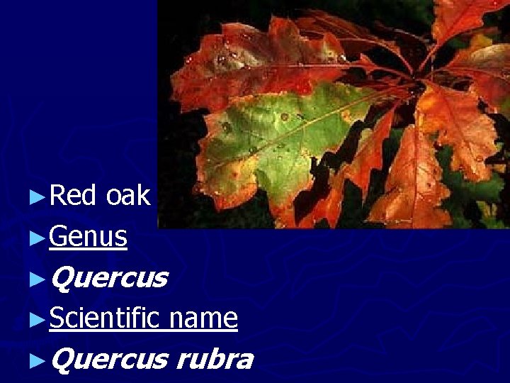 ►Red oak ►Genus ►Quercus ►Scientific name ►Quercus rubra 