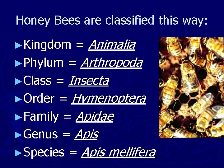 Honey Bees are classified this way: = Animalia ►Phylum = Arthropoda ►Class = Insecta