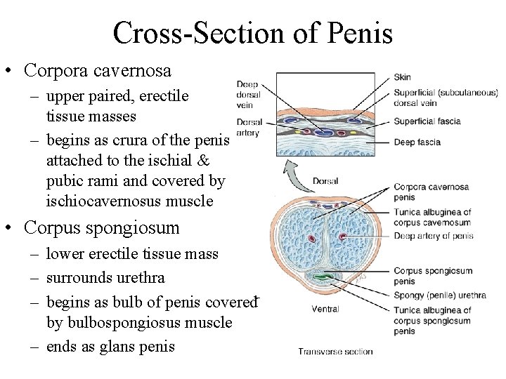 Cross-Section of Penis • Corpora cavernosa – upper paired, erectile tissue masses – begins